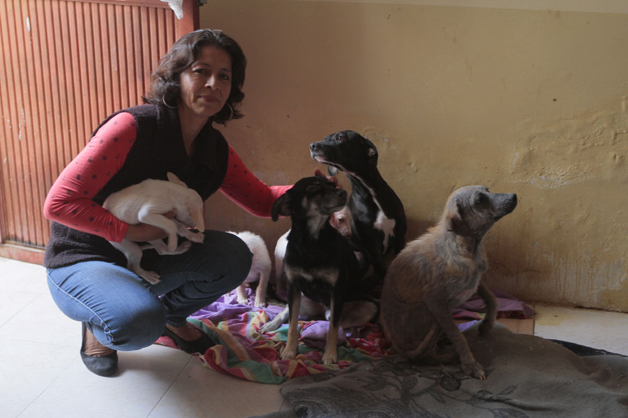 El amor por los animales y agradecimiento, ha llevado a Mary Rangel a rescatar un gran número de perros. (Archivo)