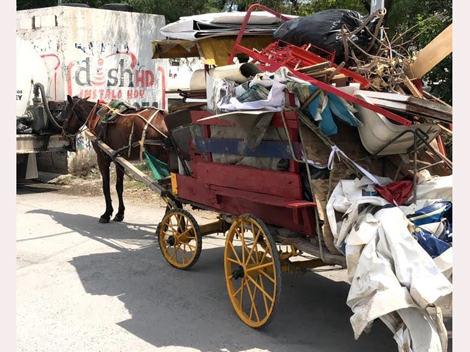 El Congreso del Estado aprobó por unanimidad reformas a la Ley de Protección y Bienestar Animal de Nuevo León. (Foto: Adín Castillo)