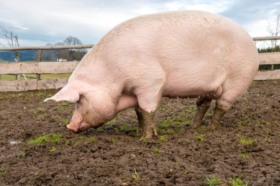 Los cerdos pesan entre 175 y 200 kilos. (Shutterstock)