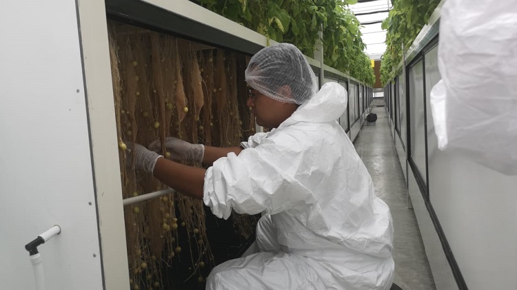 Centro de Desarrollo Agrícola de Pepsico en Toluca. Foto: (Cristina Ochoa)