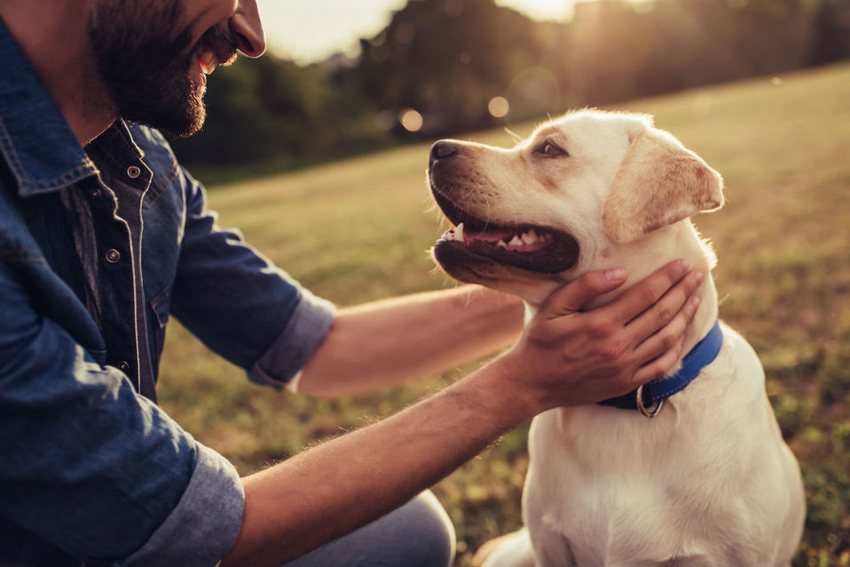 Perro. (Shutterstock)