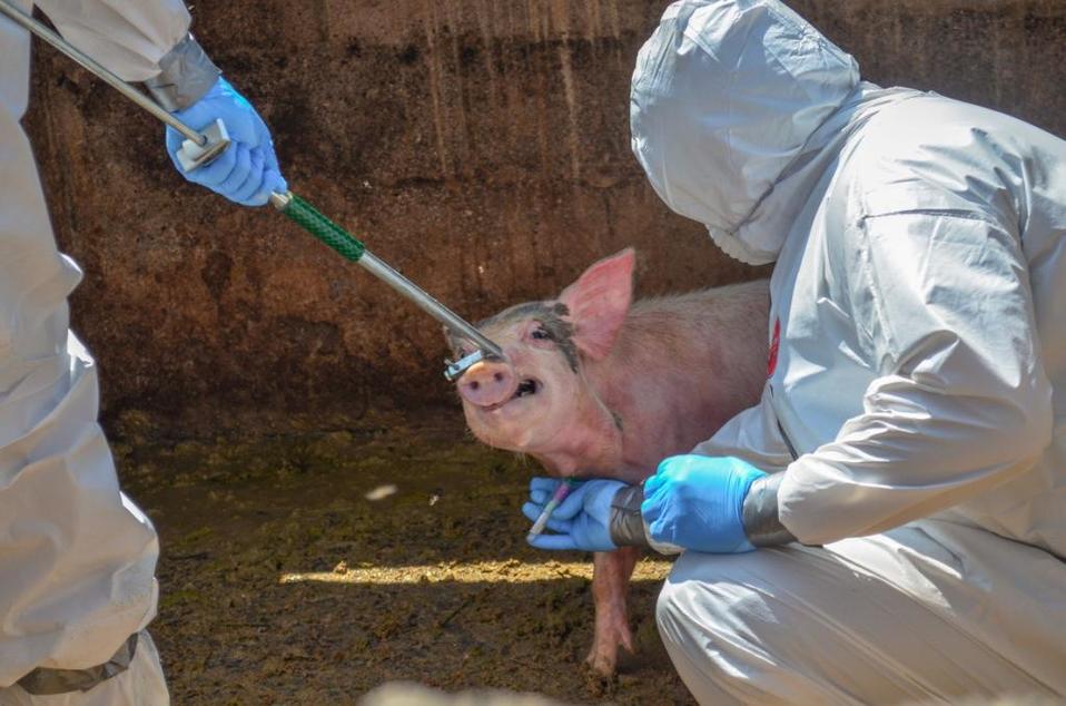 Simulacro por fiebre porcina realizado por el personal del Senasica (Cuartoscuro)