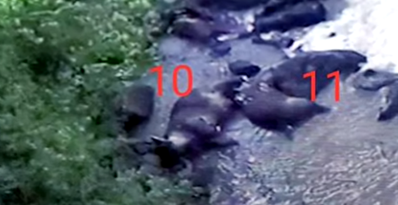 Los once elefantes murieron en Tailandia tras caer por cascada. (Captura de Pantalla)