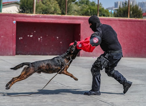 Son fundamentales para las acciones de la policía. (Especial)