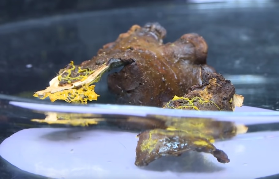 La criatura fue apodada como "blob". (YouTube: AFP)
