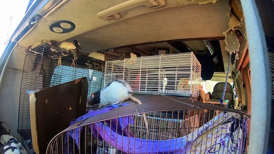 Una mujer vivía con más de 100 ratas en su automóvil en San Diego | San Diego Humane Society