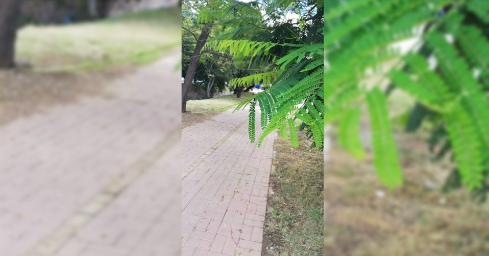 En colonia Villa Insurgentes, vecinos y peatones piden que se limpie el paso