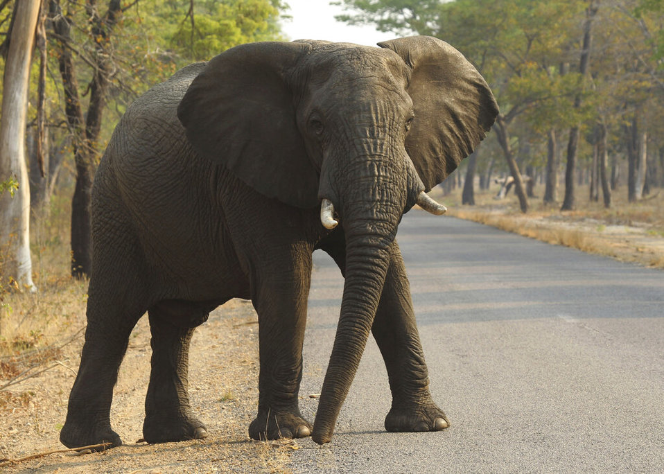 Elefante cruza una carretera en un parque nacional de Hwange, Zimbabue (AP / Archivo)