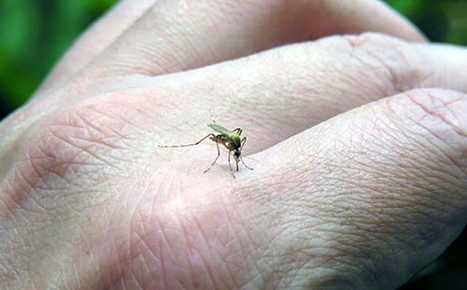 La enfermedad es transmitida por el mosquito,¿ Aedes Aegypti. (Archivo)