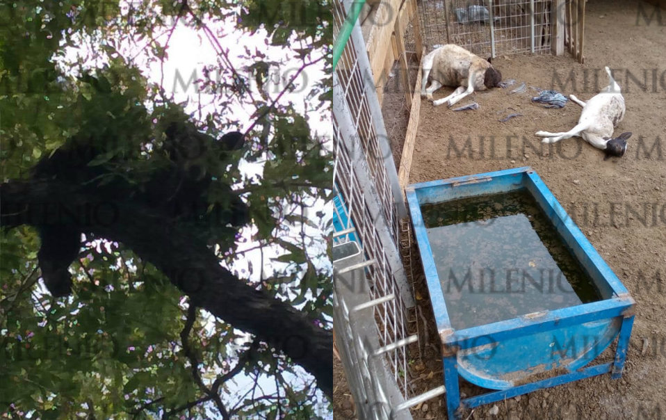 El oso devoró a 10 borregos en el La Nogalera, Villaldama. (Foto: Alexandra Amao)