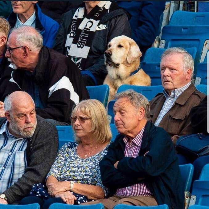 Yardley, el perro aficionado del Pollok escocés (Twitter)