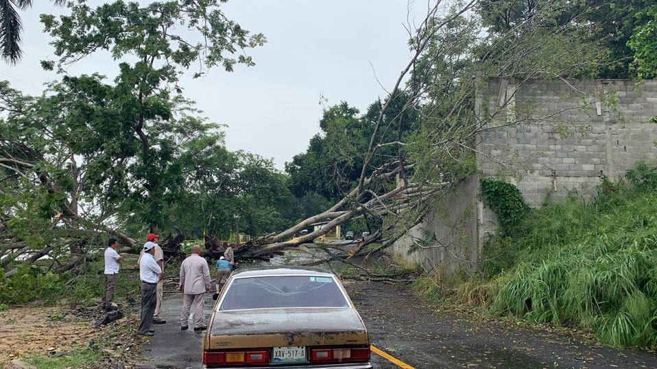 Árbol caído en Tampico (Foto/Fray Andrés de Olmos)