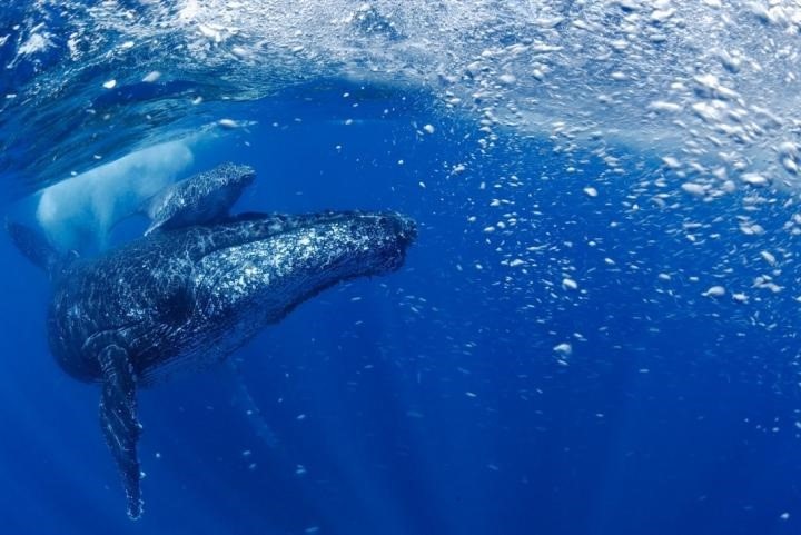 La ballena jorobada resurge de la casi extinción (DPA)