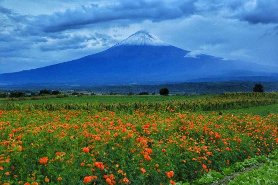 México. Los campos de cempasúchil en San Jerónimo Tecuanipan, en Puebla, con el volcán Popocatépetl al fondo. (MILENIO | Andrés Lobato)