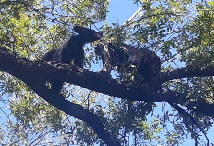 Los cuatro osos se encuentran bajo resguardo hasta en tanto se deciden en qué zona serán liberados. (Foto: Especial)