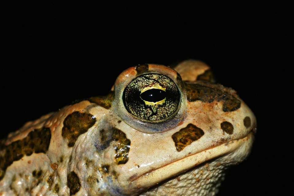 Sapo africano (Shutterstock).