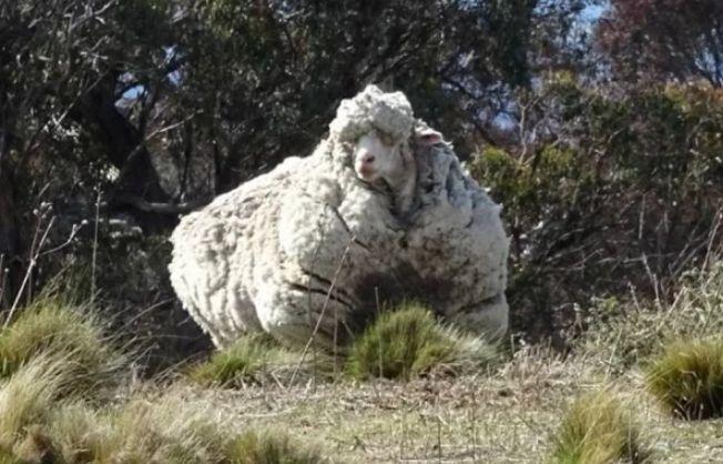 Muere la oveja más famosa del mundo. Reconocida por producir más lana que cualquiera de su especie. (Reuters)
