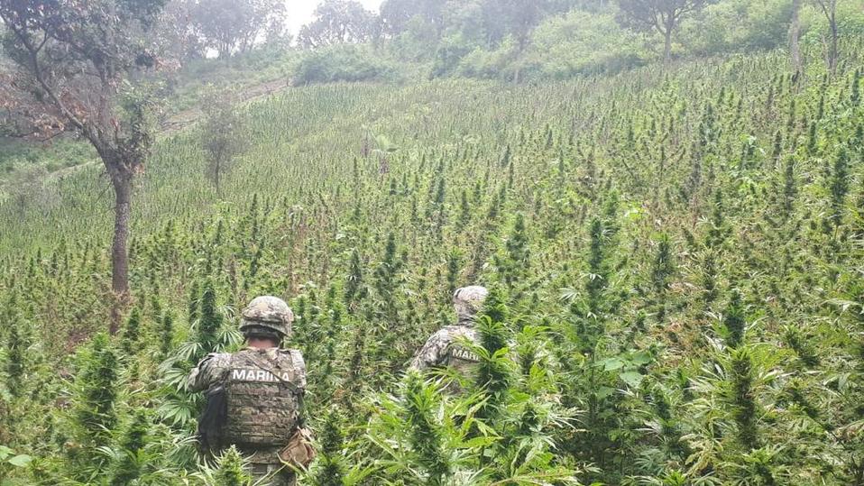 Personal de infantería de Marina adscrito a la Octava Región Naval, participó en la localización y erradicación del enervante. / Especial