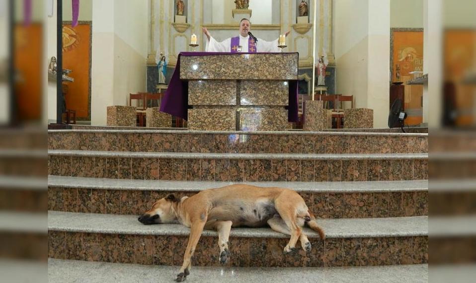 Sacerdote lleva a perros callejeros a misa para que los adopten (Facebook).