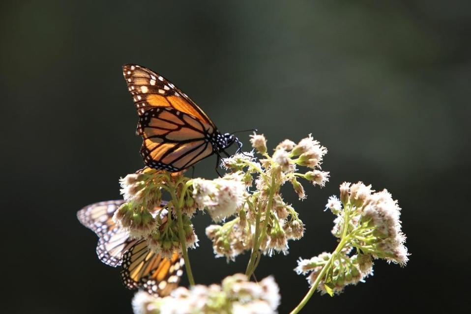 Esperan que la primera migración de mariposas monarca llegue en los primeros días de noviembre a los árboles de oyamel en Michoacán. (Cuartoscuro / Ar