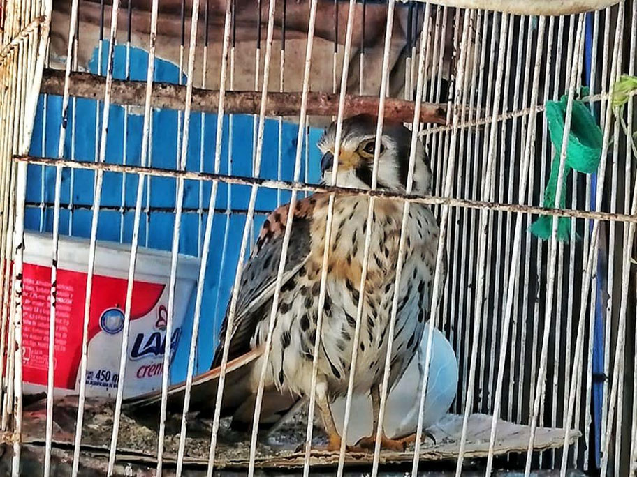 La norma ambiental prohíbe el manejo de fauna silvestre en cautiverio, sin permiso. (Cortesía)