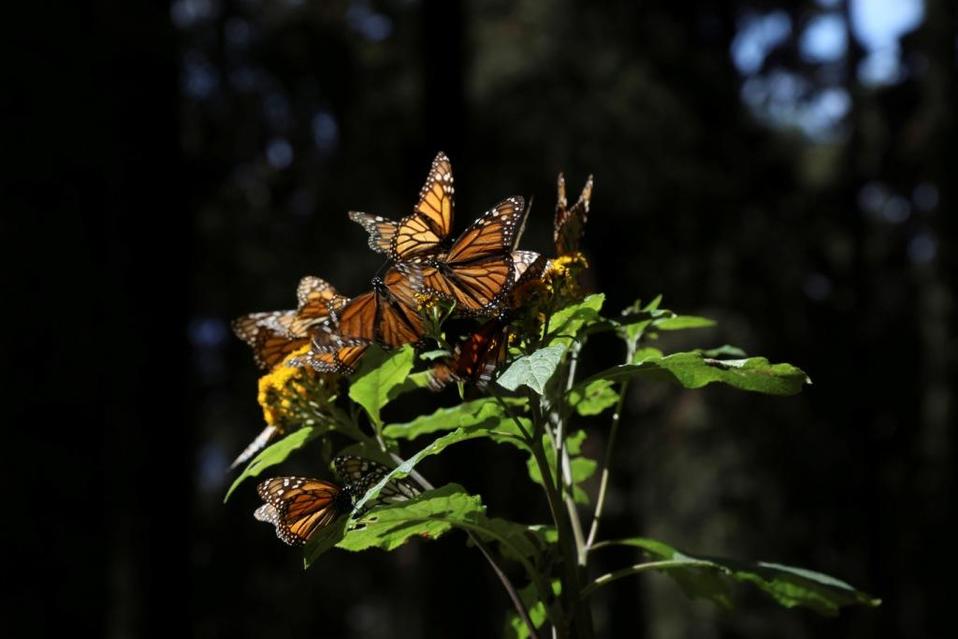 La Reserva de la Bisofera de la Mariposa Monarca se encuentra entre los límites de Michoacán y el Estado de México. (Cuartoscuro / Archivo)
