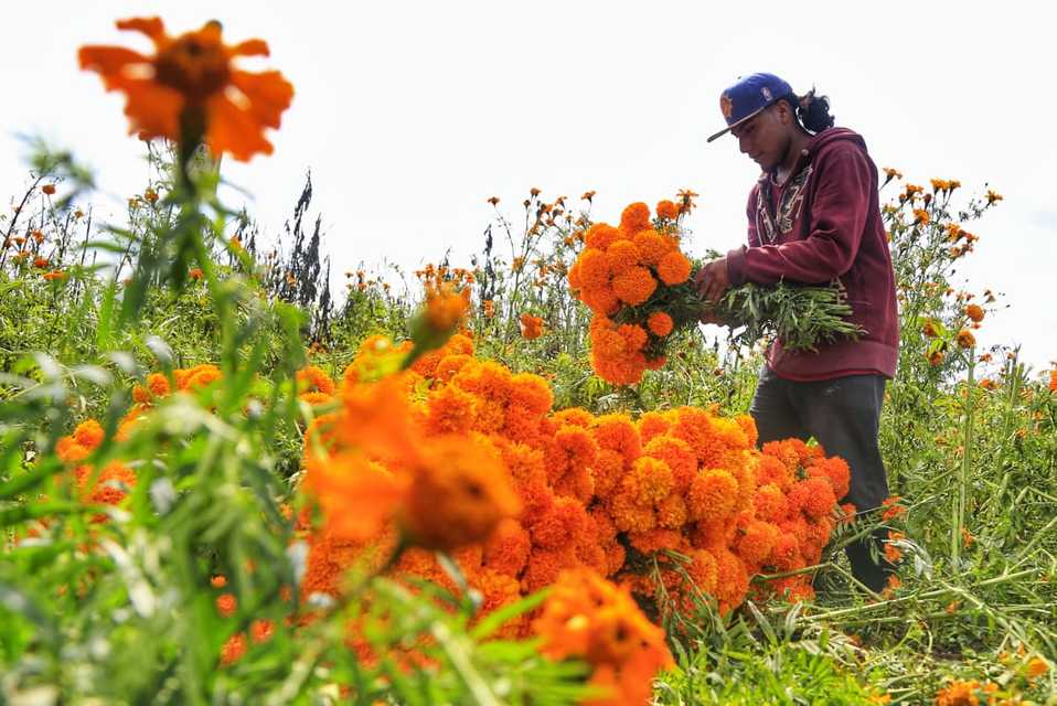 Puebla es un destacado proveedor de la flor de cempasúchil. (Andrés Lobato)