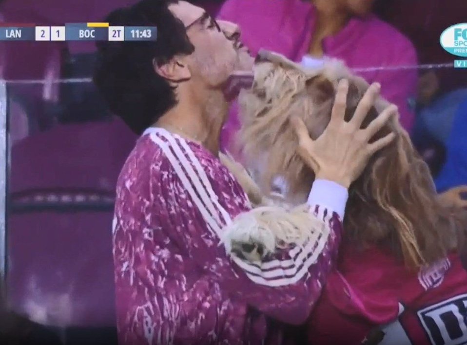 Simón, el perro aficionado al Lanús de Argentina (Twitter)