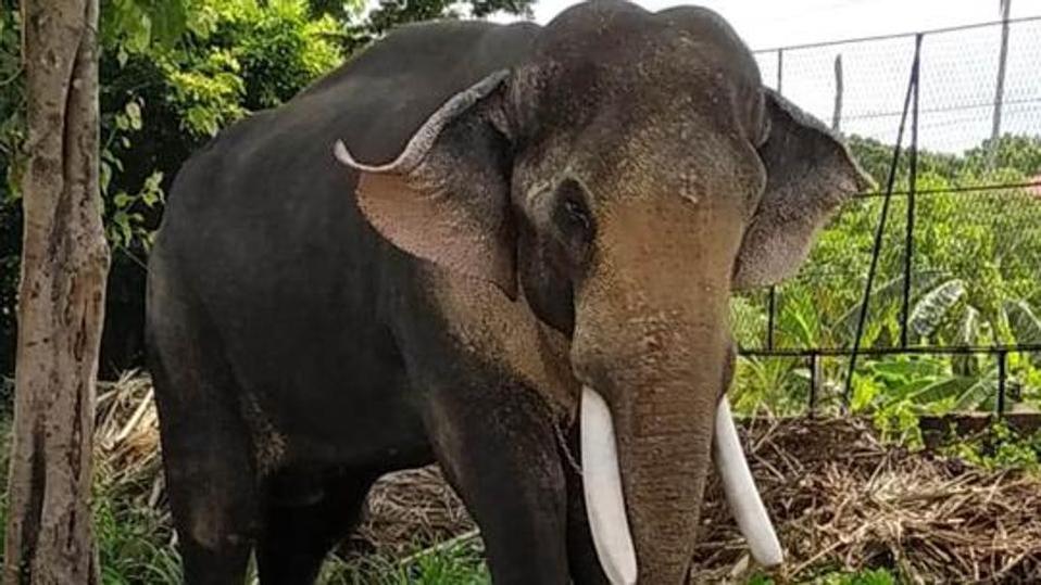 El elefante fue bautizado como 'Laden', en honor del ex jefe de la organización terrorista Al Qaeda,  Osama bin Laden (Foto: ANI)