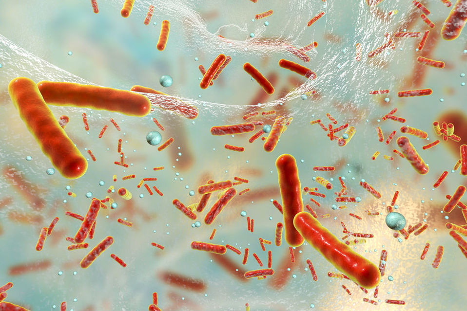Los antibióticos combaten a las bacterias. (Shutterstock)