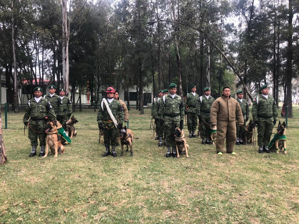 Agilidad, olfato e inteligencia  forman parte de las características de estos perros policía.