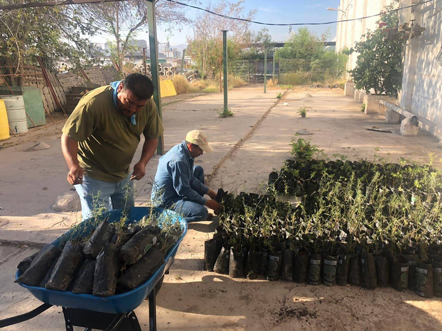 Los árboles serán trasladados al Parque La Jabonera La Esperanza. (Milenio digital)