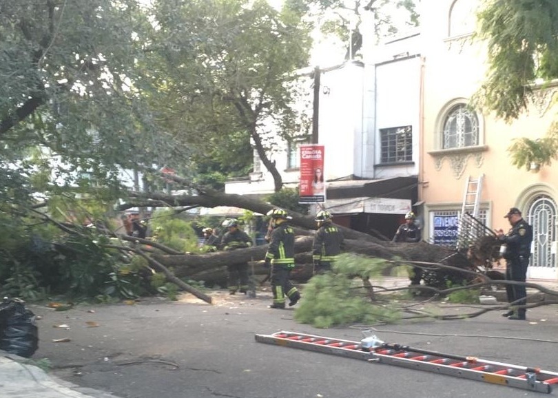 Un árbol de 20 metros cayó en la calle Fernando Montes de Oca. | César Velázquez