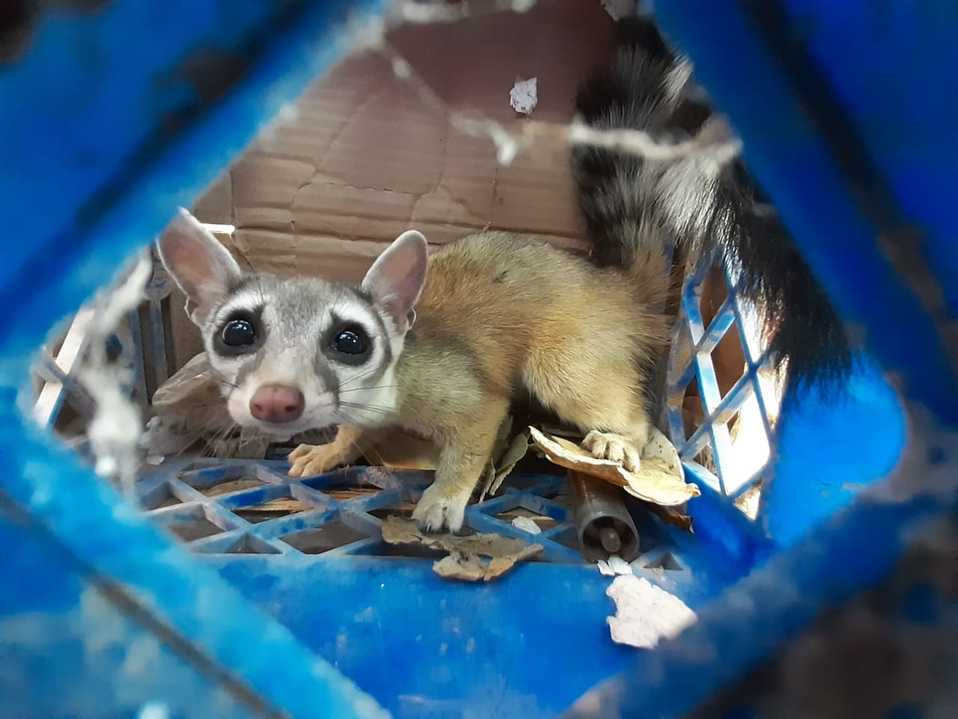 El cacomixtle norteño se caracteriza por sus ámbitos nocturnos y ser un animal trepador. (Especial)