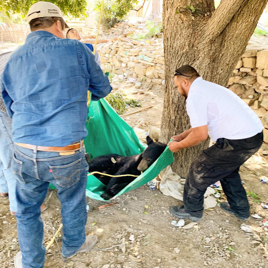 Se dijo que los osos se preparan para afrontar la temporada. (Notivox Digital)