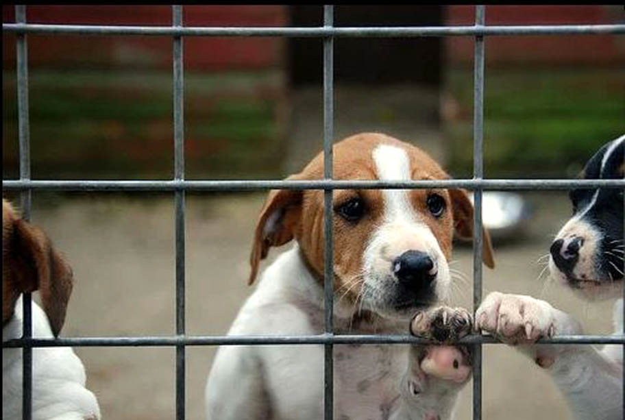 Algunos de los perritos eran callejeros y otros tantos mascotas de vecinos del sector. (Archivo)