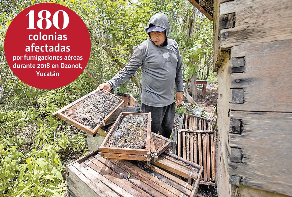 Productor muestra panales con cientos de insectos muertos. (Jesús Quintanar/Archivo)