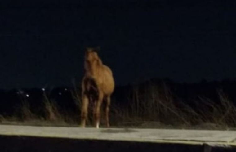 Caballos sueltos (Foto/CORTESÍA)