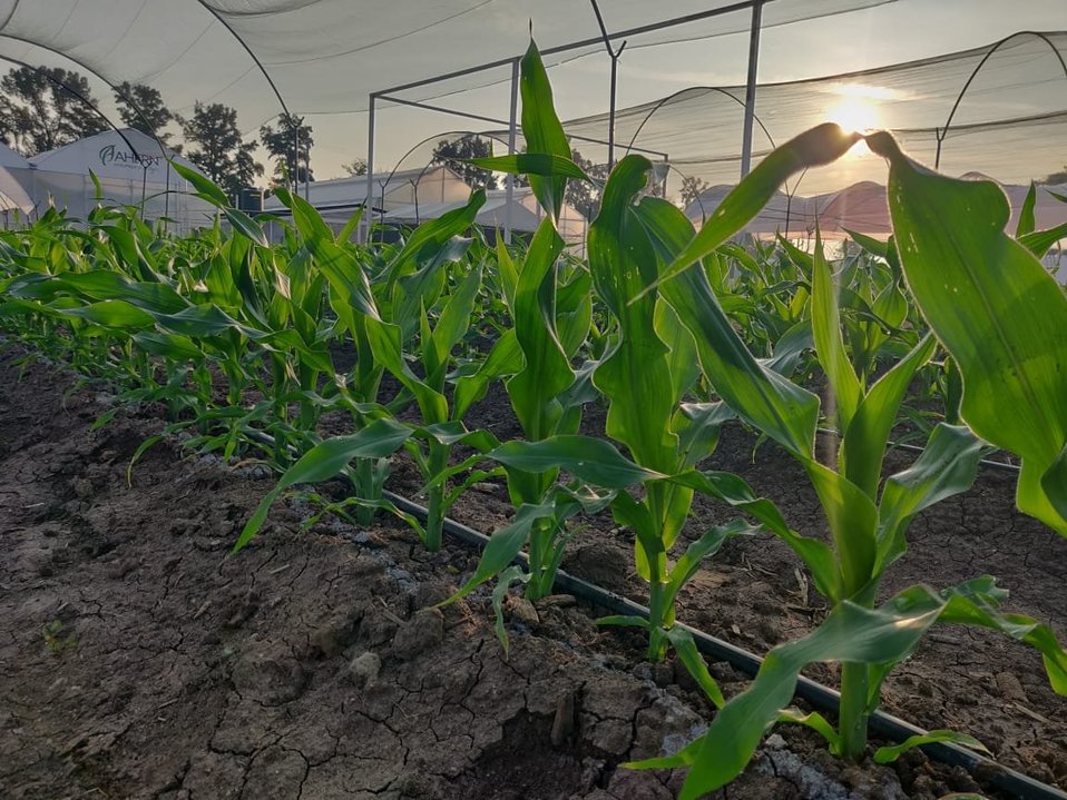 Expo Agroalimentaria Irapuato 2019, Ultiman detalles. Foto: Expositor Expo Agroalimentaria.