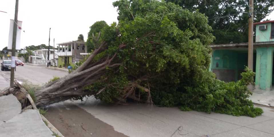 Árboles caídos por la fuerza de los vientos que causa el frente frío 12 (Foto/CORTESÍA)