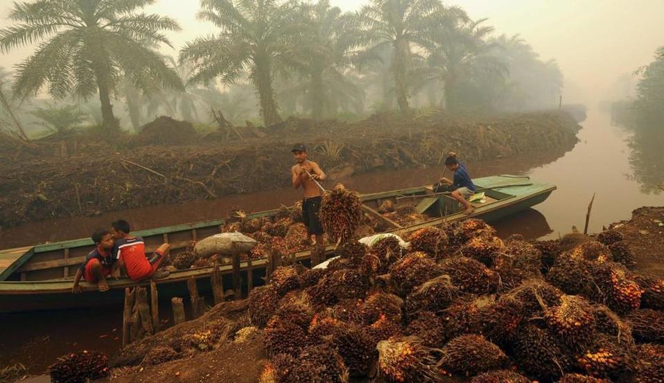 Deforestación por aceite de palma en bosquues de Indonesia (Reuters).
