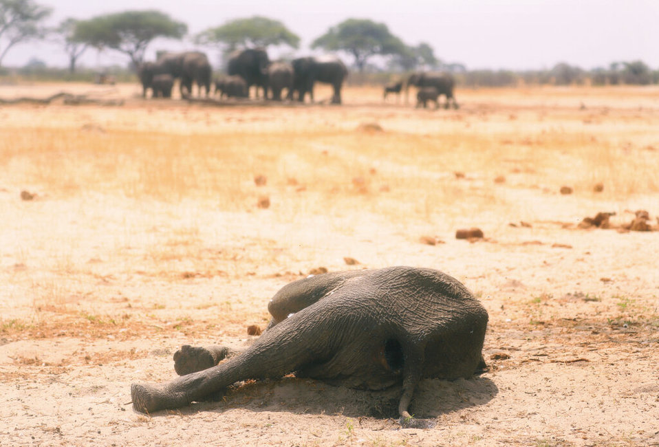 Zimbabue está considerando una reubicación masiva de animales (AP)