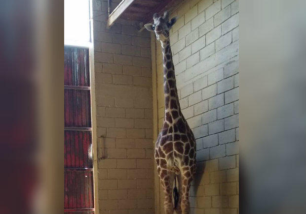 Jirafa de nombre 'Wookie', quien llegó hace 7 meses al parque y murió por presunta Septicemia. (Foto: Especial)