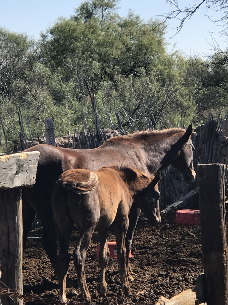 Caballo Santa Gertrudis. (Armando Martínez)