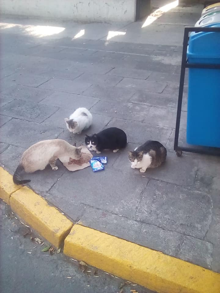 Los gatos parlamentarios de controlan las plagas en San Lázaro (Facebook)