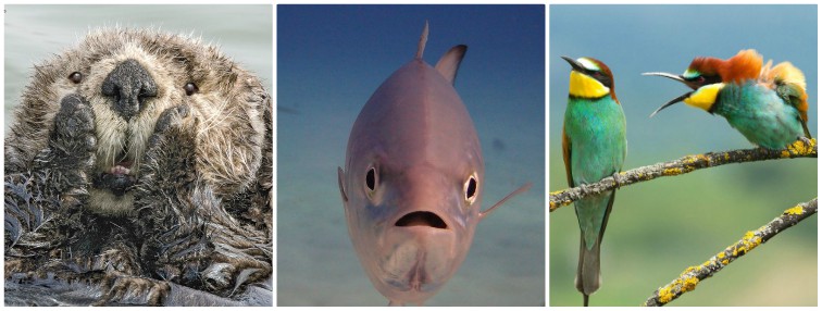 Animales fueron retratados en situaciones incómodas. (The Comedy Wildlife Photography Awards)