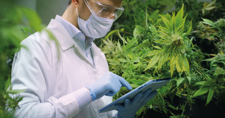 La empresa podrá comerciar productos con canabidiol. (CBD Science)