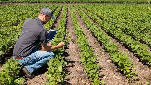 Los precios de garantía beneficiaran a los pequeños productores, ya que estos representan el sector más pobre del campo.