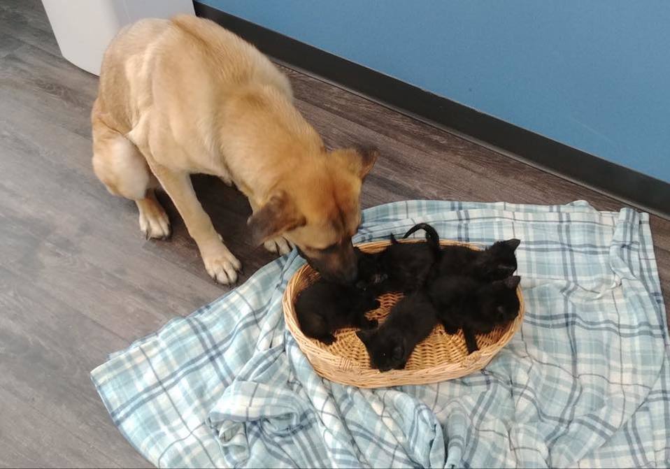 Este perrito protegió a un grupo de gatitos del frío (Pet and Wildlife Rescue).