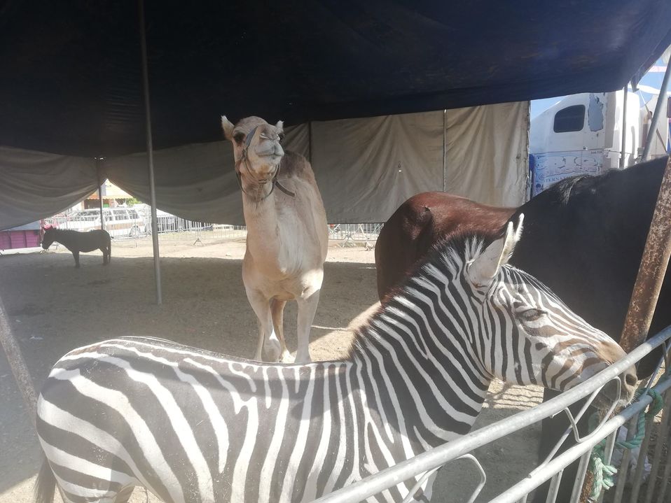 "The Big Circus" acusó a activistas de intentar envenenar a animales de su espectáculo (Foto/Denis Sánchez)